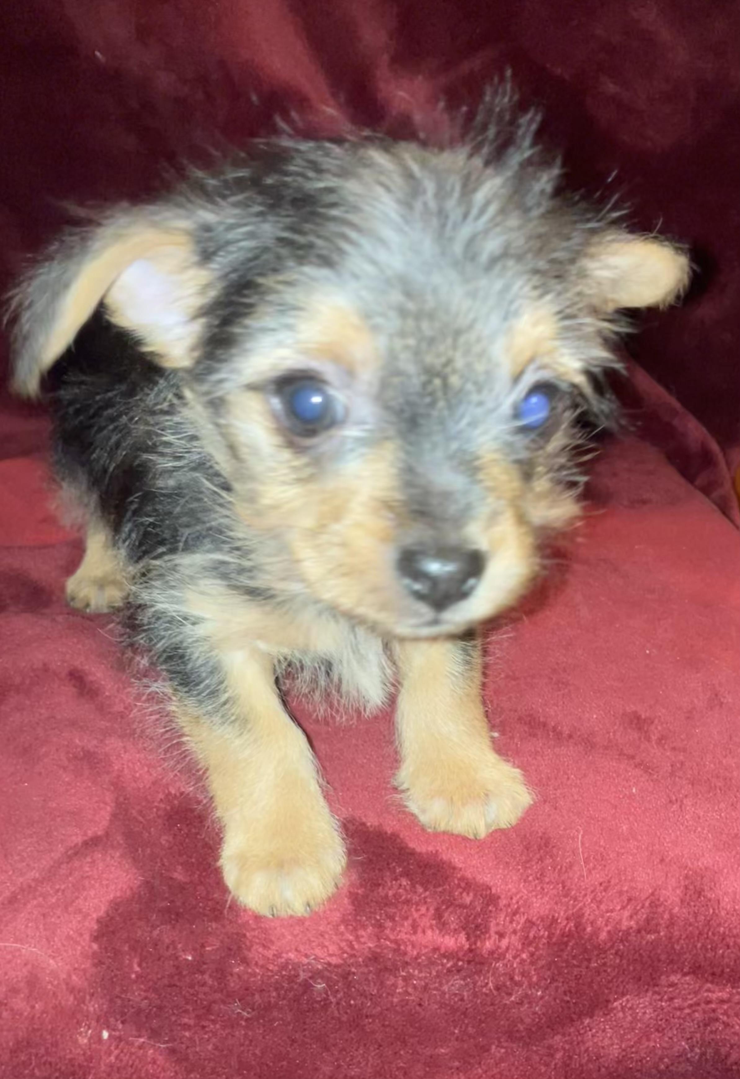 Enlarge Colby, a ADOPTABLE mixed breed in Henderson, NV image 2/4