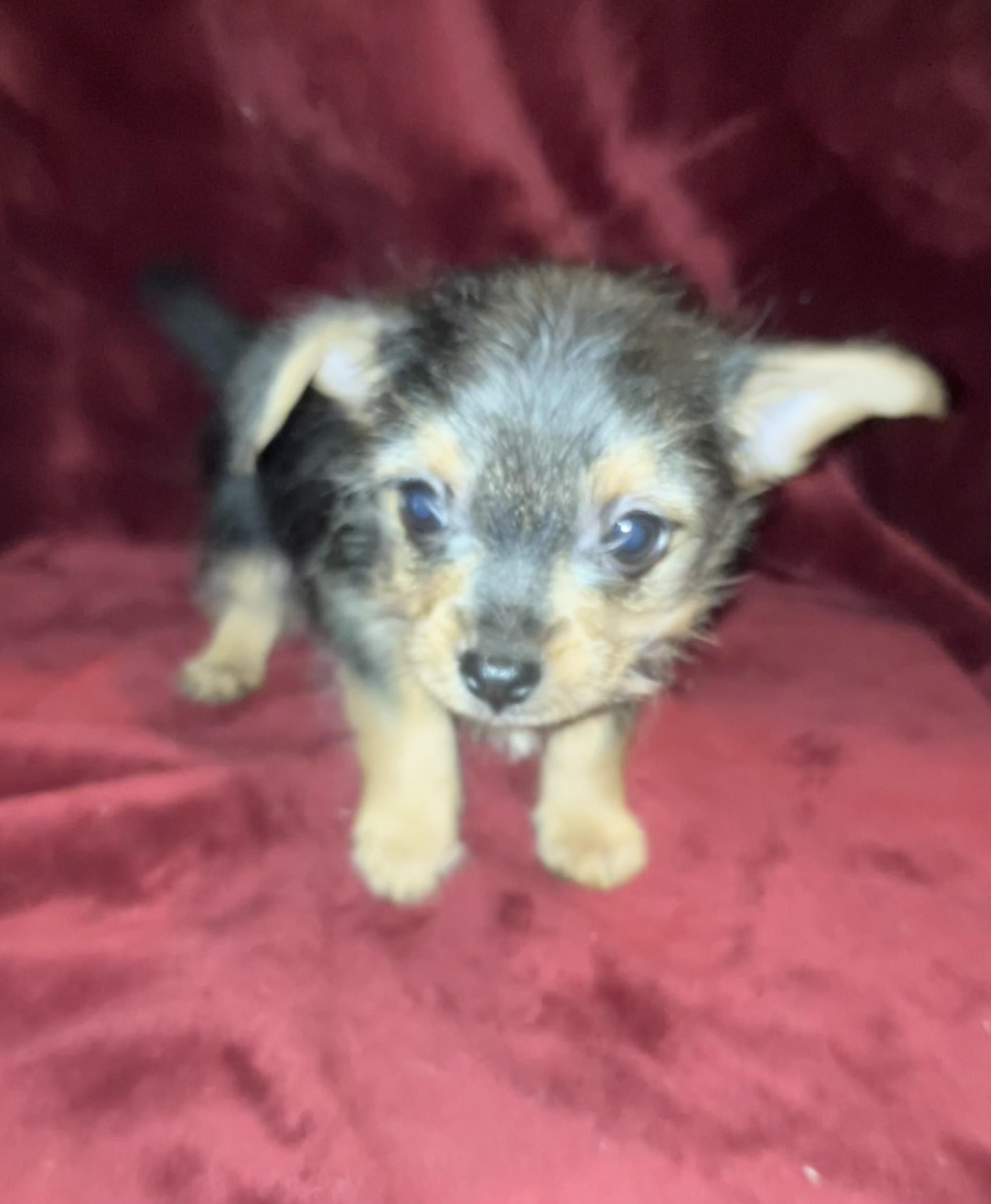 Enlarge Colby, a ADOPTABLE mixed breed in Henderson, NV image 3/4