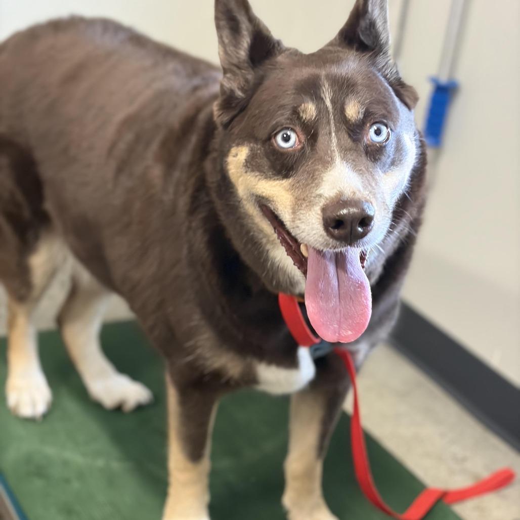 Enlarge Gypsum, a Adoptable mixed breed in Saint Cloud, MN image 1/6