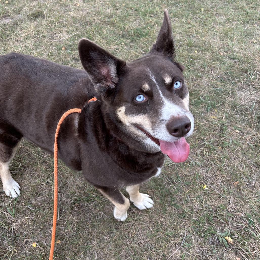 Enlarge Gypsum, a Adoptable mixed breed in Saint Cloud, MN image 2/6