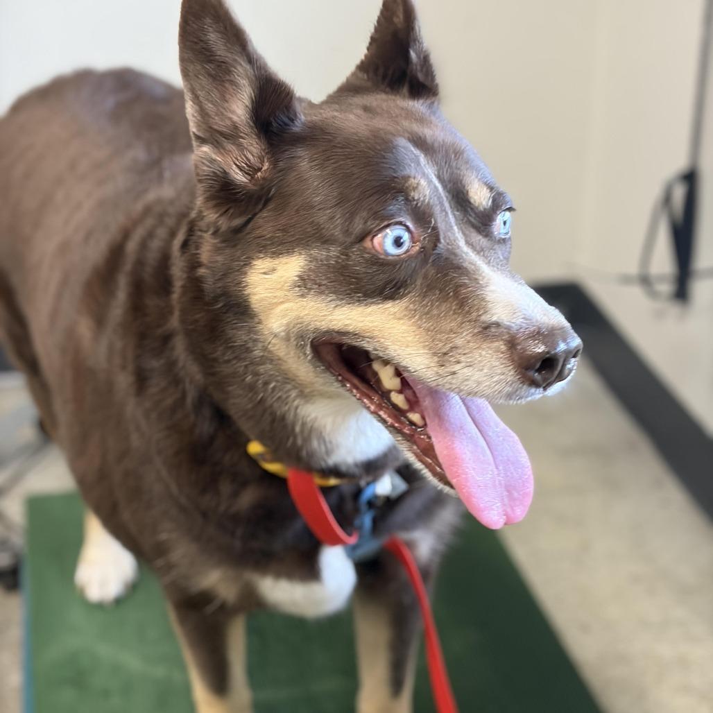 Enlarge Gypsum, a Adoptable mixed breed in Saint Cloud, MN image 3/6
