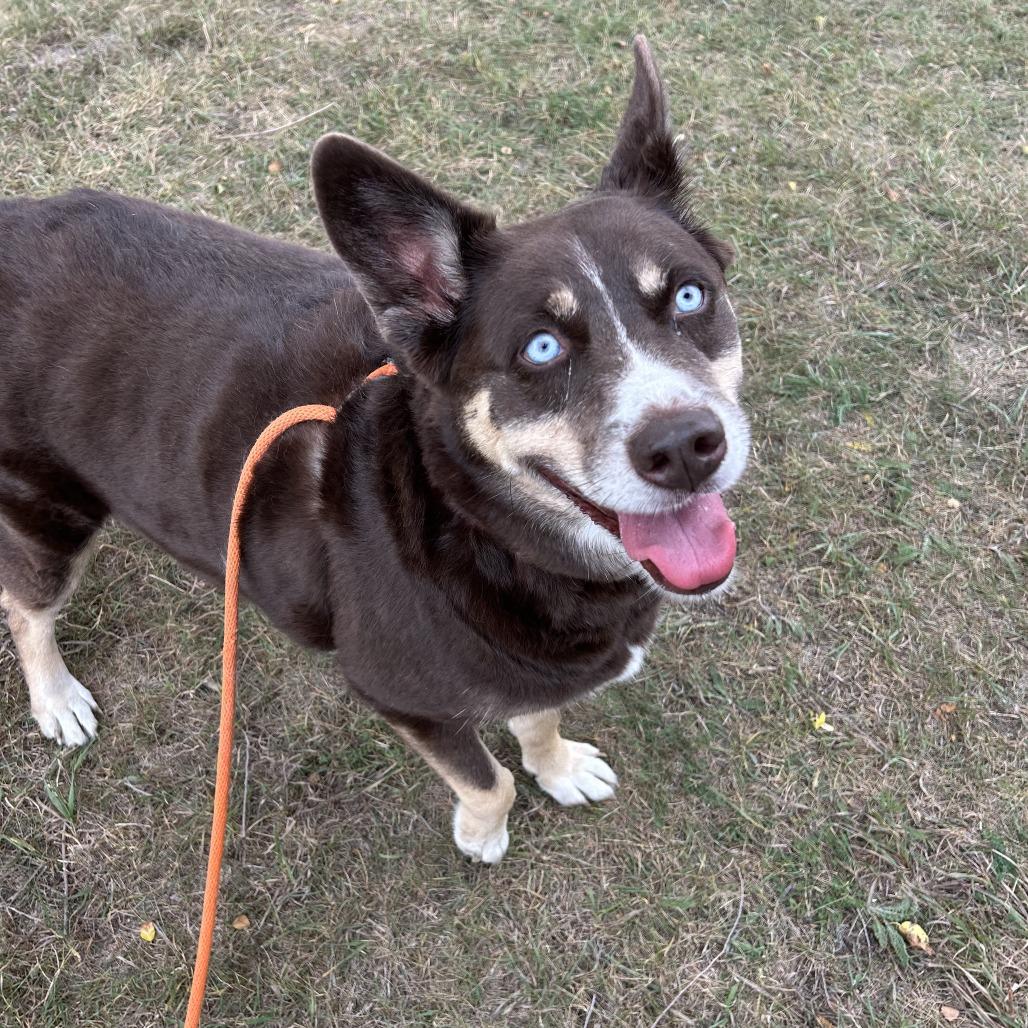 Enlarge Gypsum, a Adoptable mixed breed in Saint Cloud, MN image 4/6