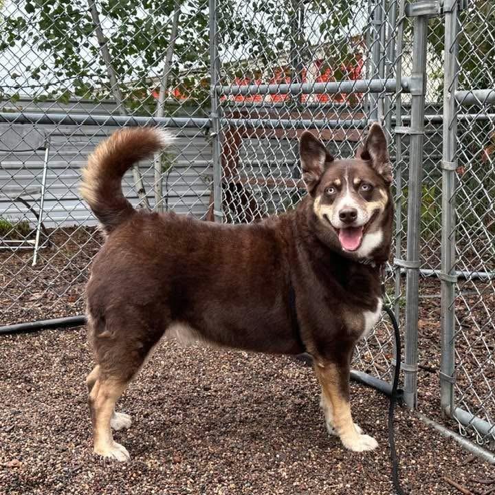 Enlarge Gypsum, a Adoptable mixed breed in Saint Cloud, MN image 5/6