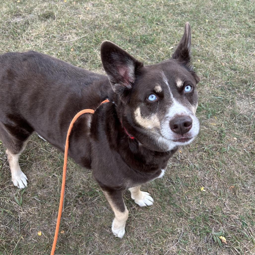 Enlarge Gypsum, a Adoptable mixed breed in Saint Cloud, MN image 6/6