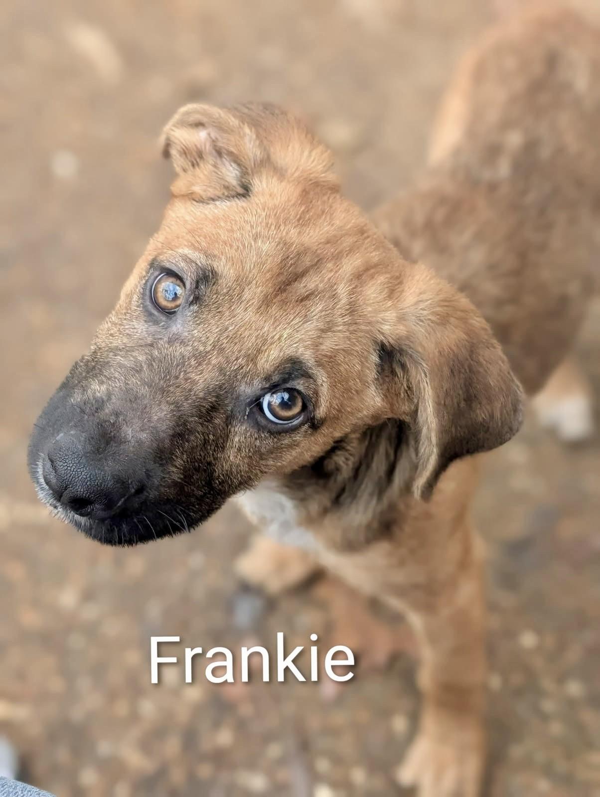 Frankie , ADOPTABLE, Puppy Male Shepherd.