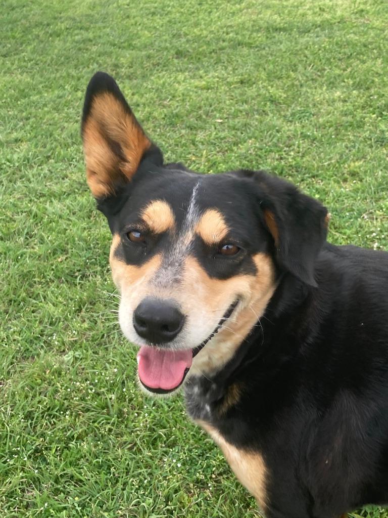 Paisley, Adoptable, Adult Female Australian Cattle Dog / Blue Heeler & Australian Shepherd.