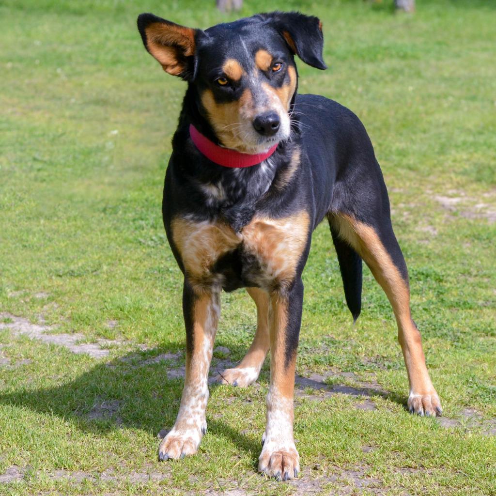 Enlarge Paisley, a Adoptable mixed breed in Quinlan, TX image 2/5