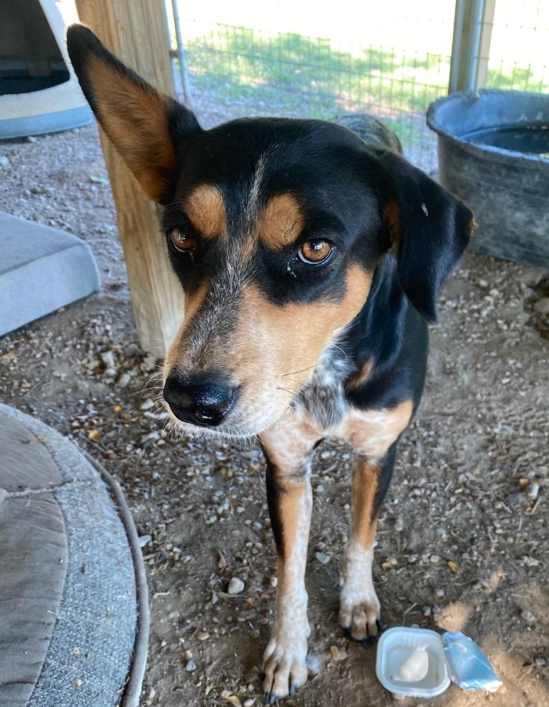 Enlarge Paisley, a Adoptable mixed breed in Quinlan, TX image 2/6