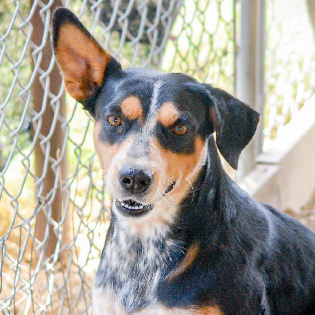 Enlarge Paisley, a Adoptable mixed breed in Quinlan, TX image 4/5