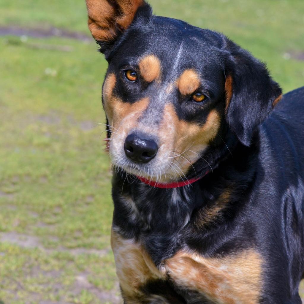 Enlarge Paisley, a Adoptable mixed breed in Quinlan, TX image 4/6