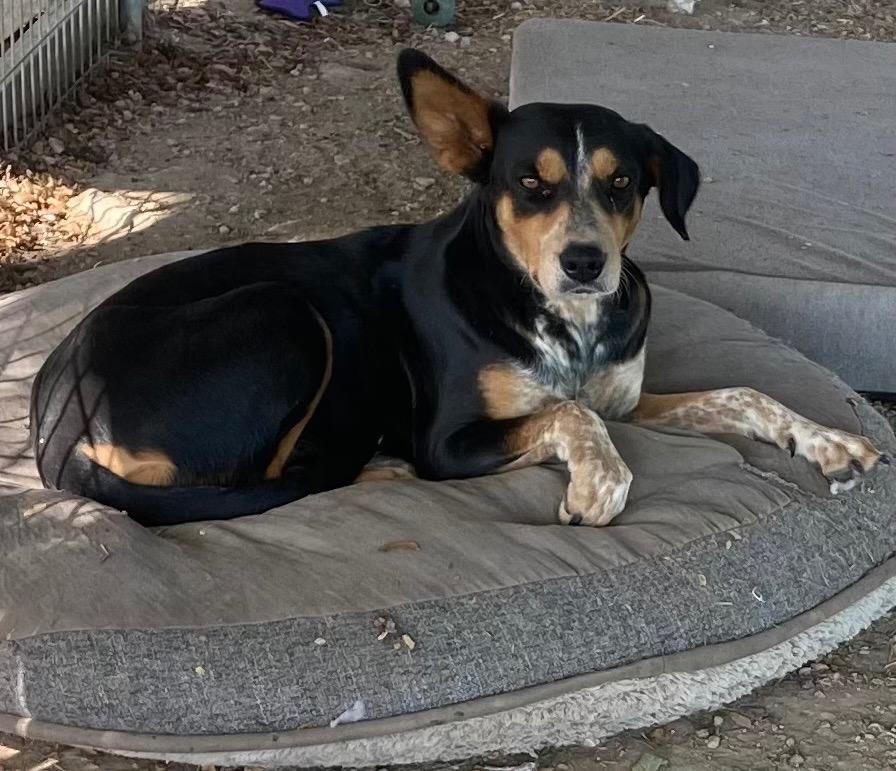 Enlarge Paisley, a Adoptable mixed breed in Quinlan, TX image 6/6
