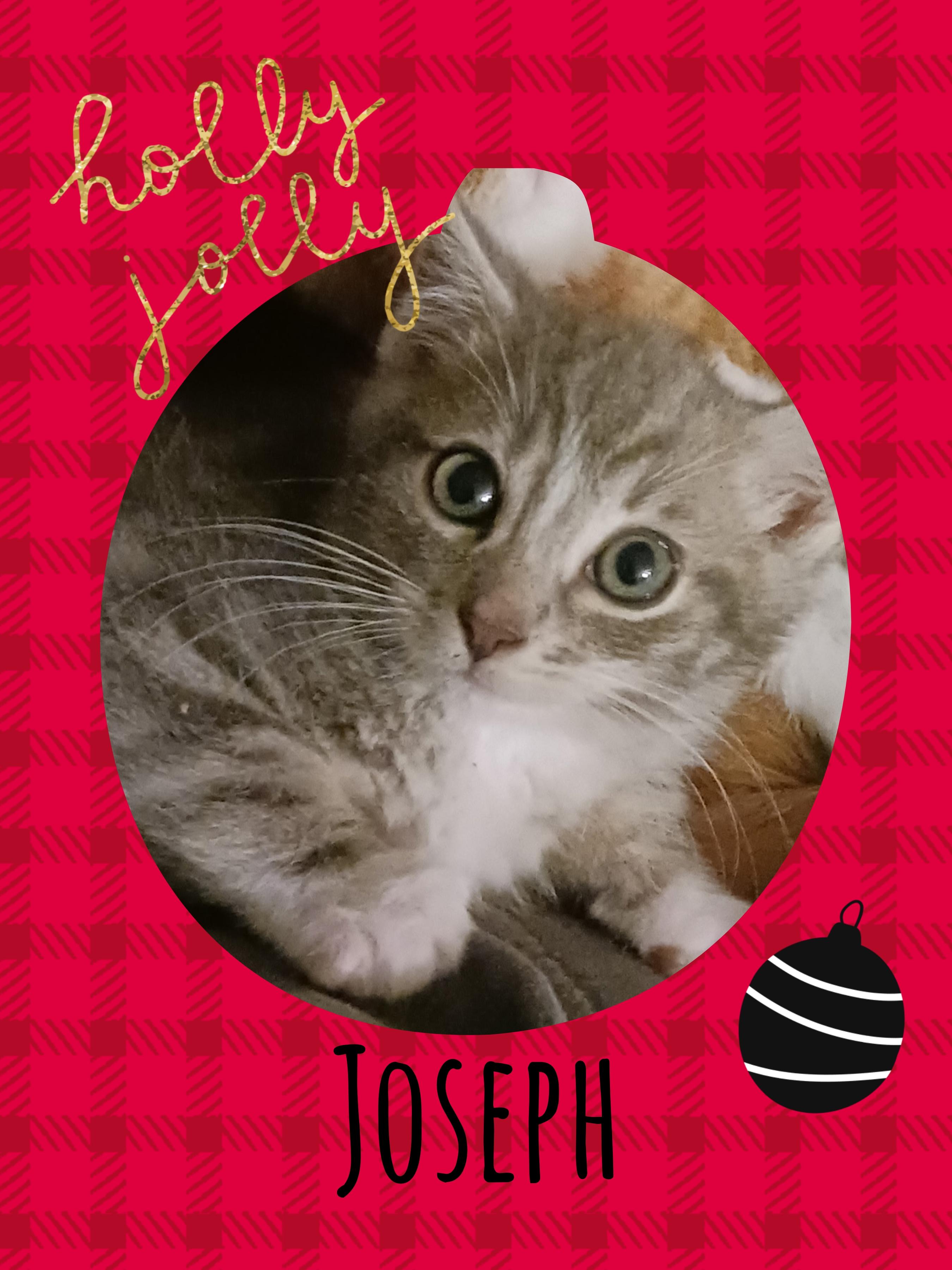 Enlarge Joseph, a ADOPTABLE mixed breed in Pasco, WA image 1/5