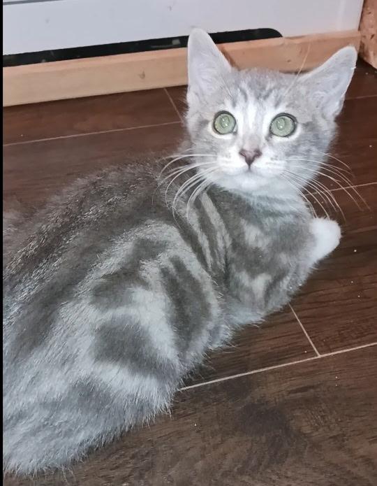 Enlarge Joseph, a ADOPTABLE mixed breed in Pasco, WA image 5/5