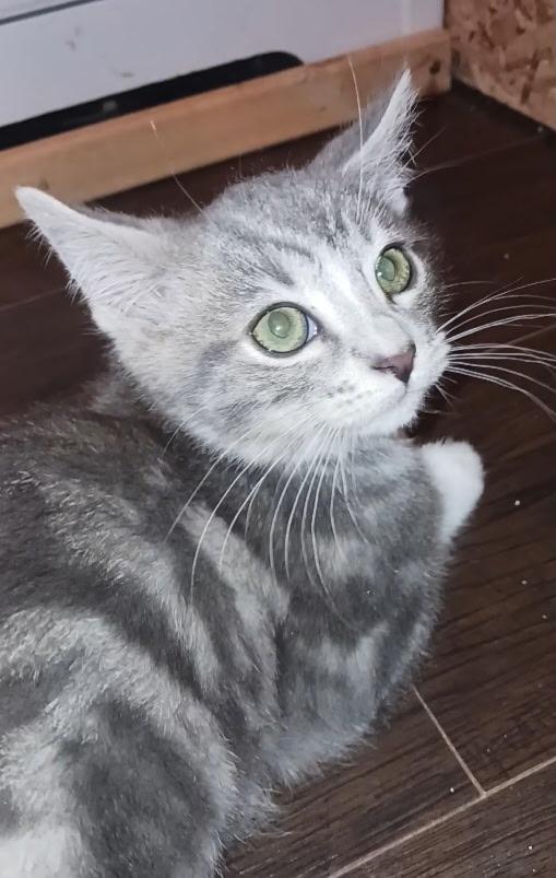 Enlarge Joseph, a ADOPTABLE mixed breed in Pasco, WA image 3/5