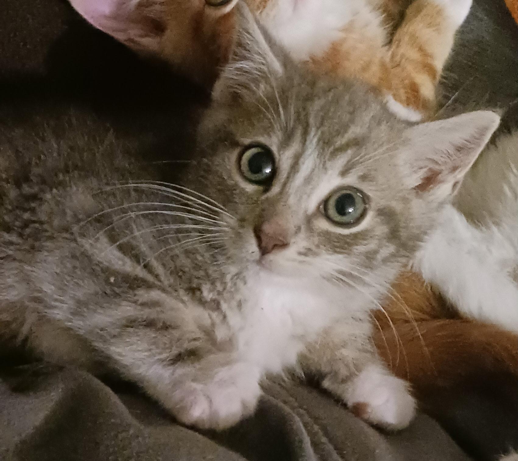 Enlarge Joseph, a ADOPTABLE mixed breed in Pasco, WA image 2/5