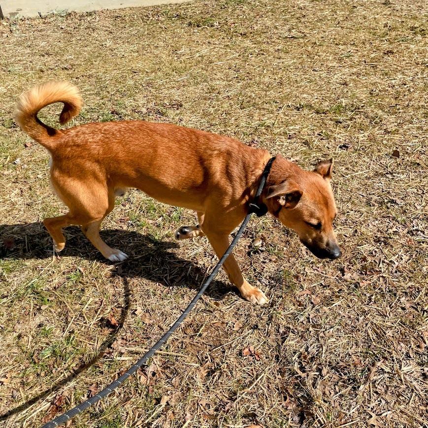 Maximus — thumbnail 2