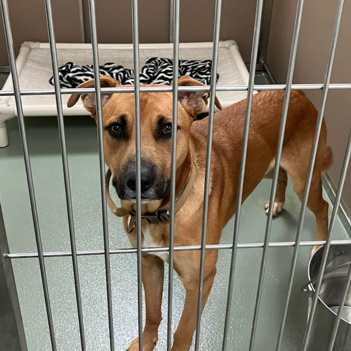 Maximus — thumbnail 3