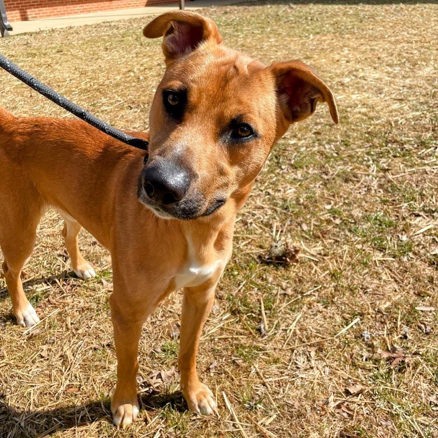 Maximus — thumbnail 4