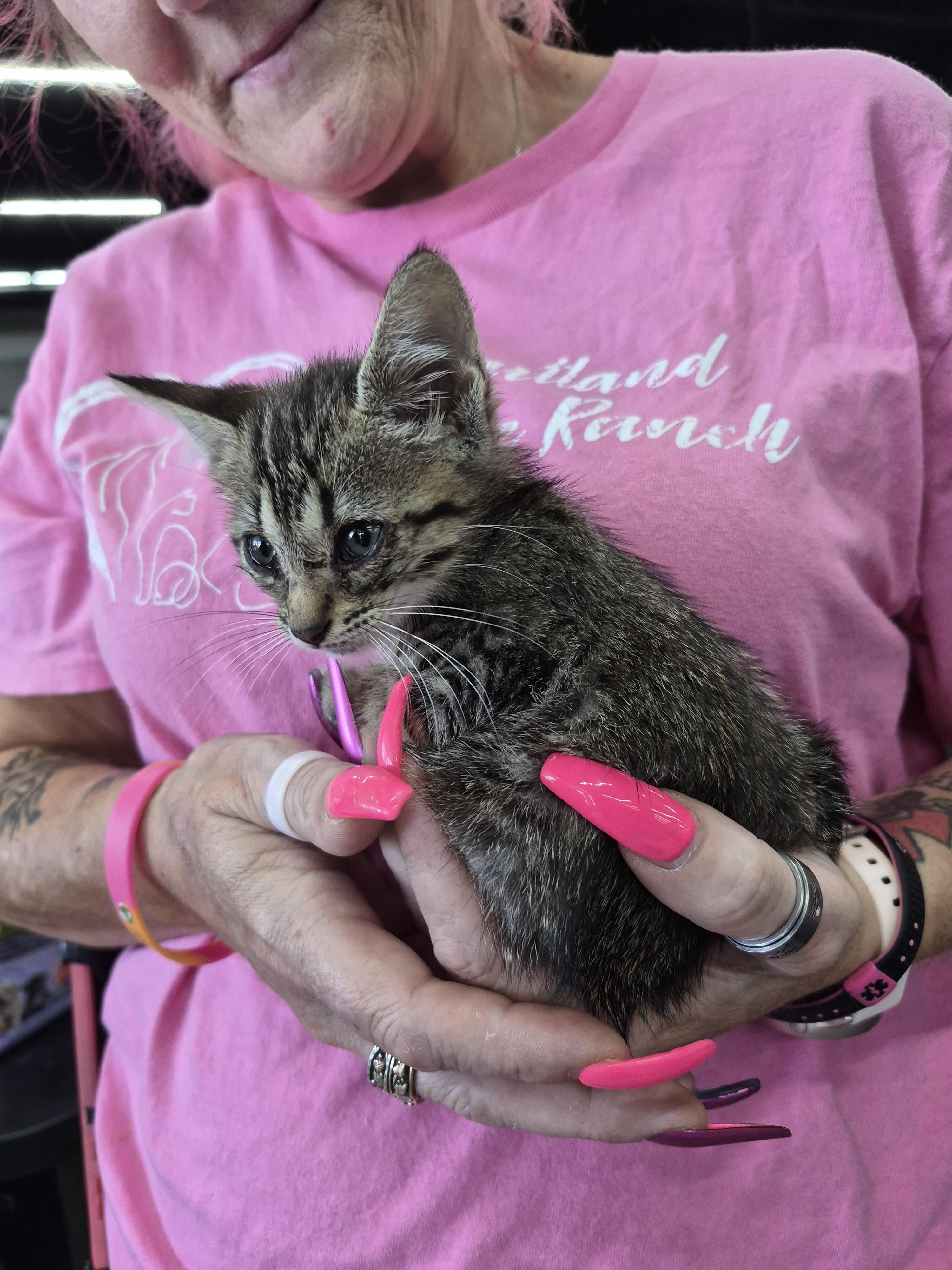 Wisper, Adoptable, Kitten Female American Bobtail.