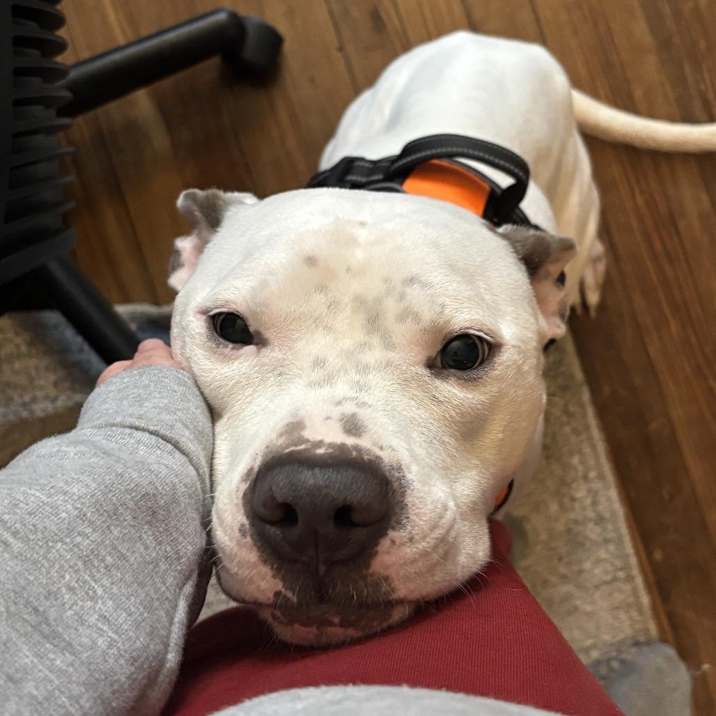 Enlarge Icee, a Adoptable Pit Bull Terrier in Reisterstown, MD image 1/4