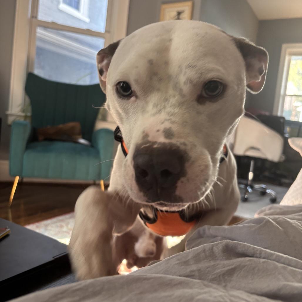 Enlarge Icee, a Adoptable Pit Bull Terrier in Reisterstown, MD image 2/4