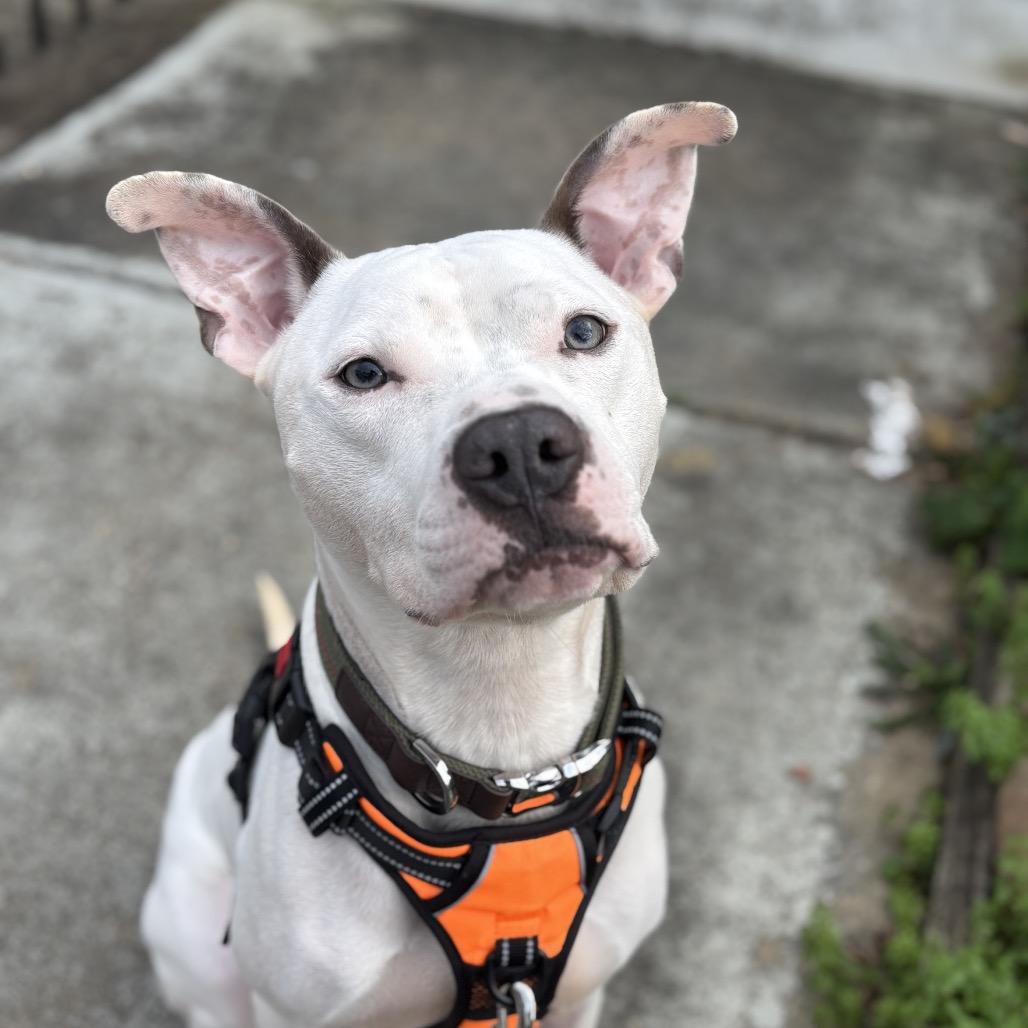 Enlarge Icee, a Adoptable Pit Bull Terrier in Reisterstown, MD image 3/4