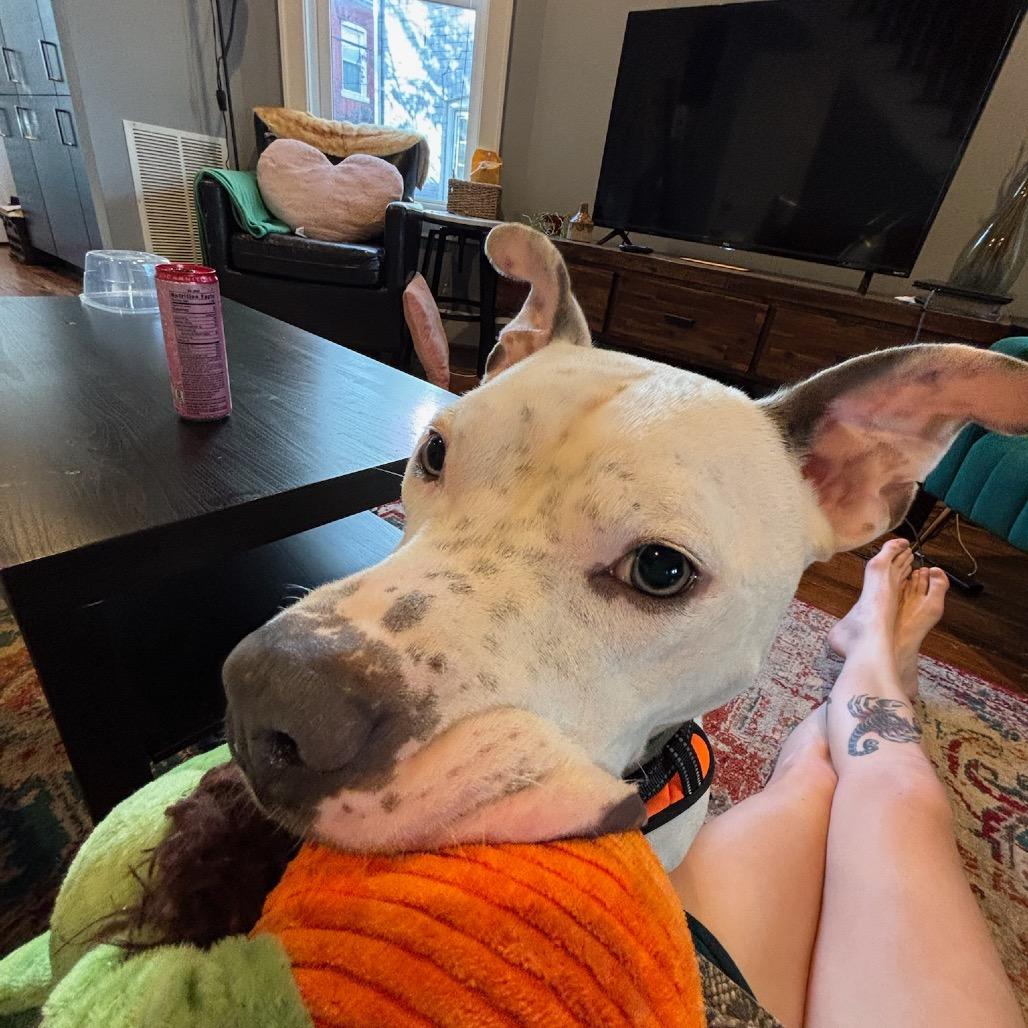 Enlarge Icee, a Adoptable Pit Bull Terrier in Reisterstown, MD image 4/4