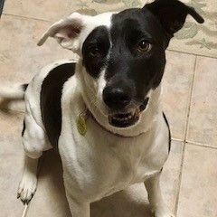 Kydden, Adoptable, Adult Female Cattle Dog & Labrador Retriever.