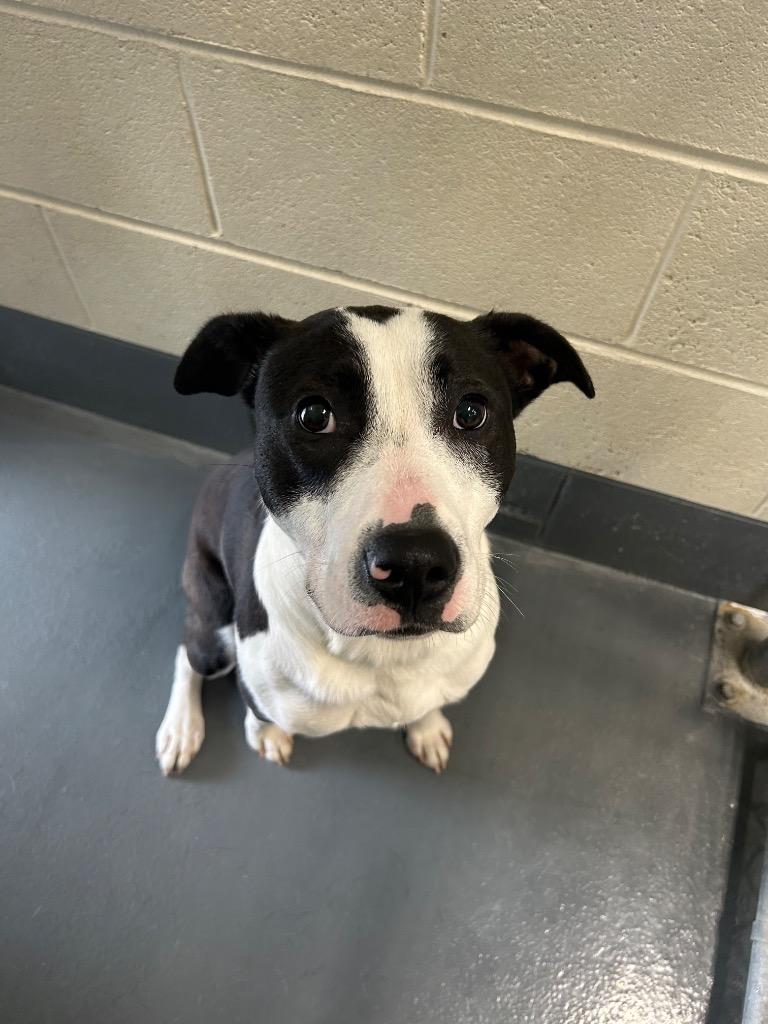 Bingo, Adoptable, Adult Male Pit Bull Terrier.