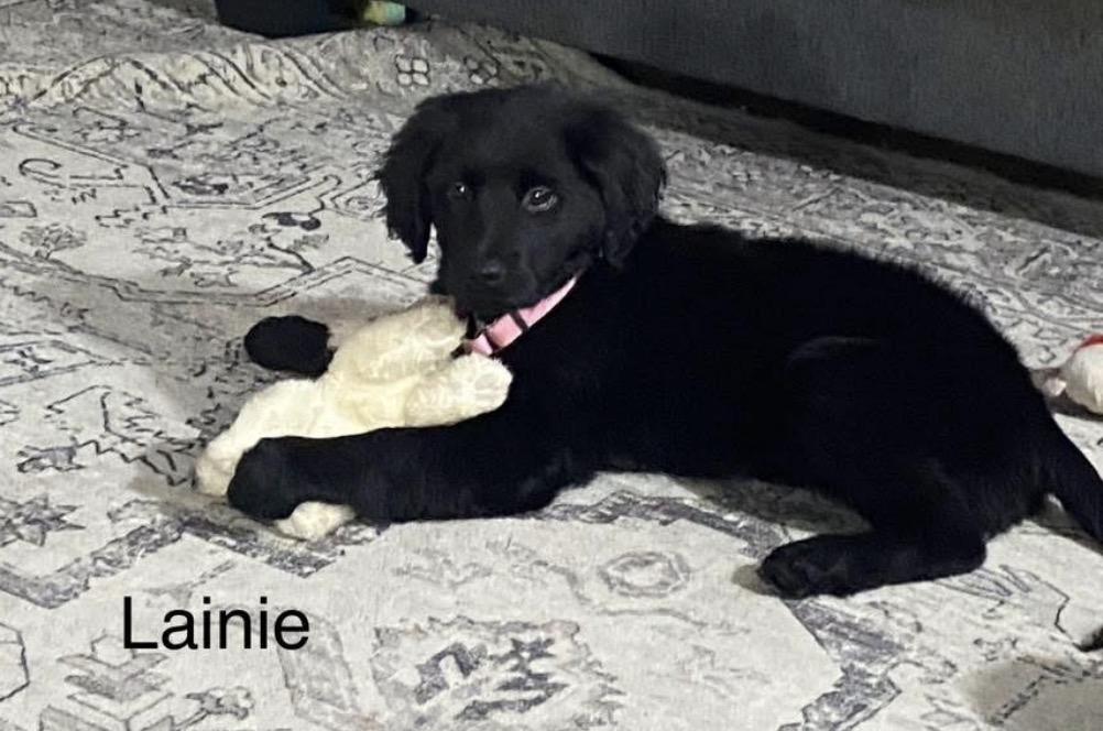 Enlarge Lainie, a Adoptable mixed breed in Omaha, NE image 2/2