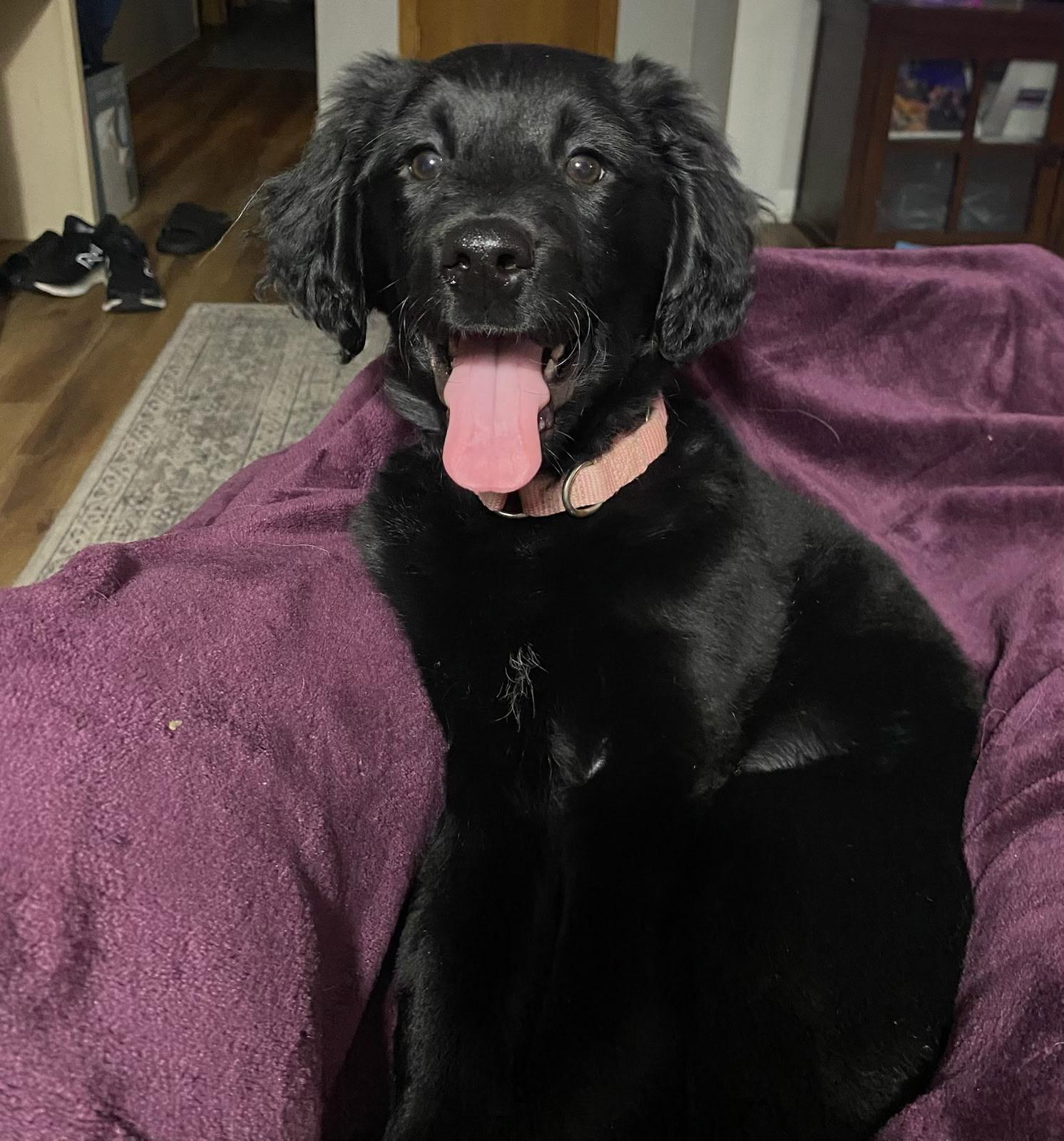 Enlarge Lainie, a Adoptable mixed breed in Omaha, NE image 1/2