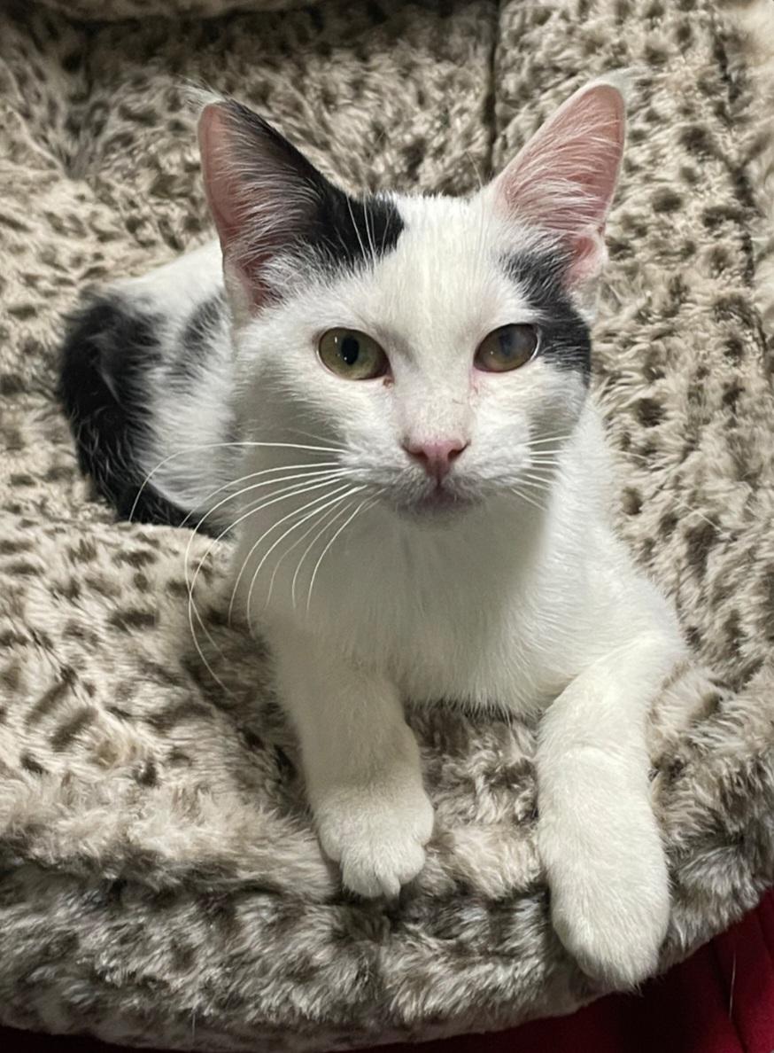 Enlarge Patches, an adopted Tuxedo in Billings, MT image 1/1