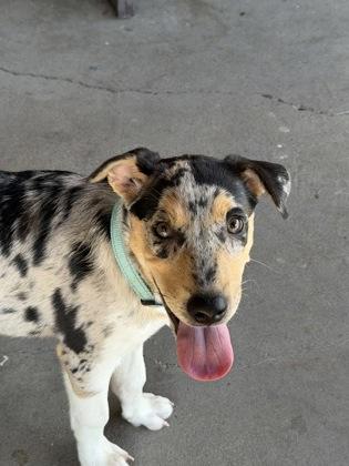 Enlarge Ditto, a Adoptable mixed breed in Plano, TX image 3/3