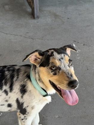 Ditto, Adoptable, Young Female Catahoula Leopard Dog.