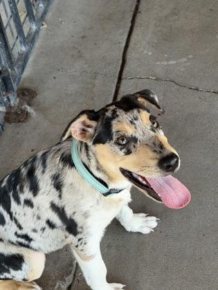 Enlarge Ditto, a Adoptable mixed breed in Plano, TX image 2/3