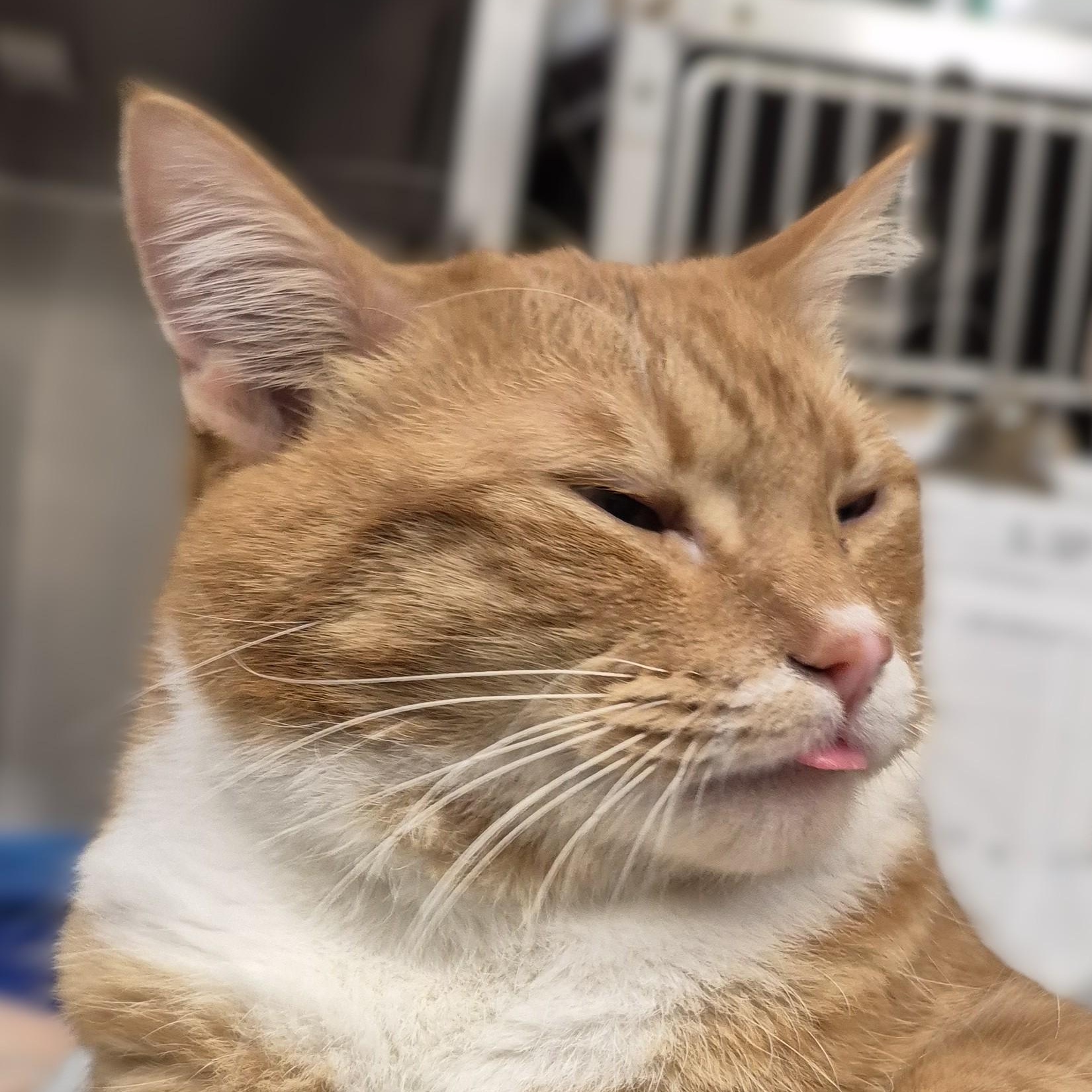 Nemo, adoptable, Adult Male Domestic Short Hair.