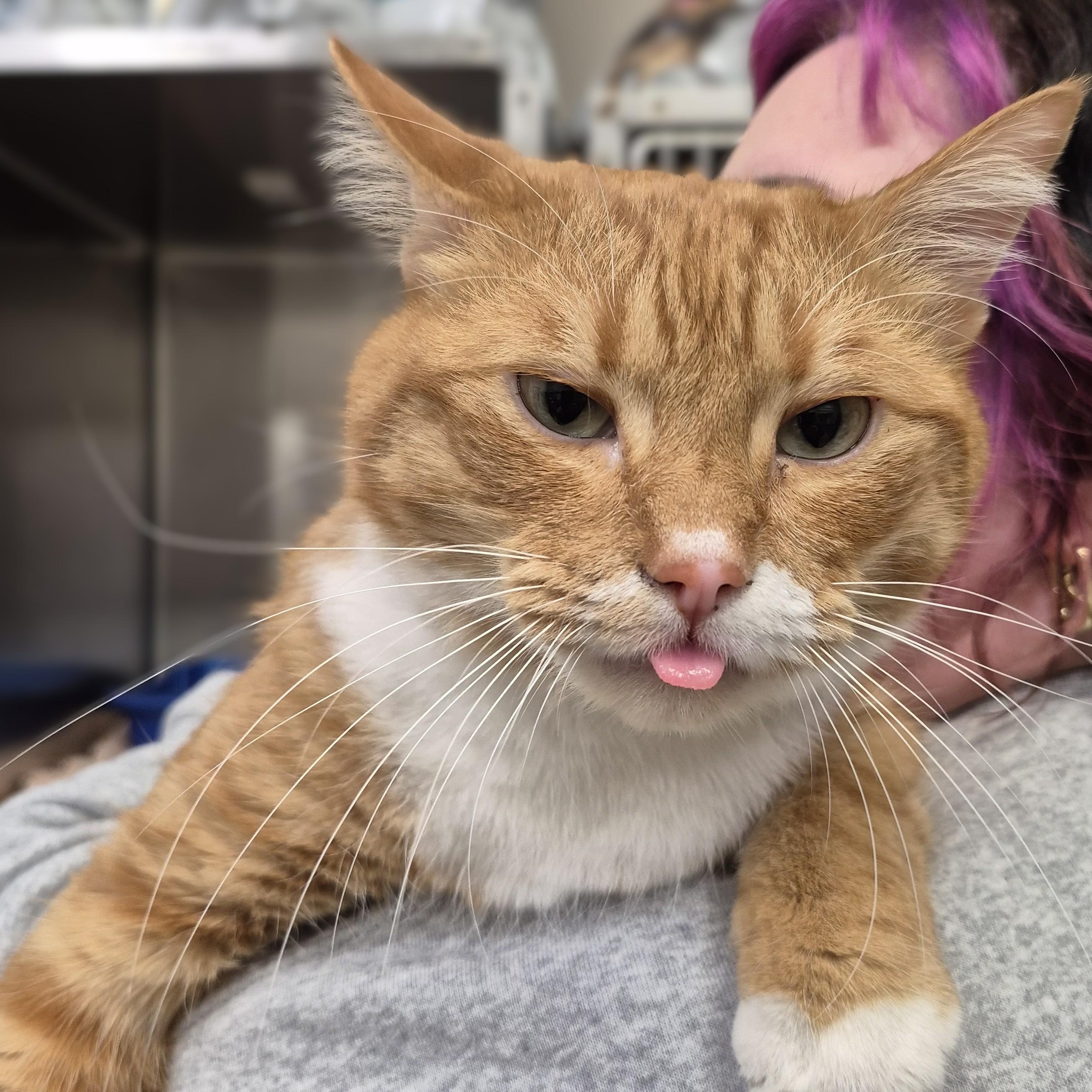 Nemo, an adoptable Domestic Short Hair in Alpharetta, GA image 2/6