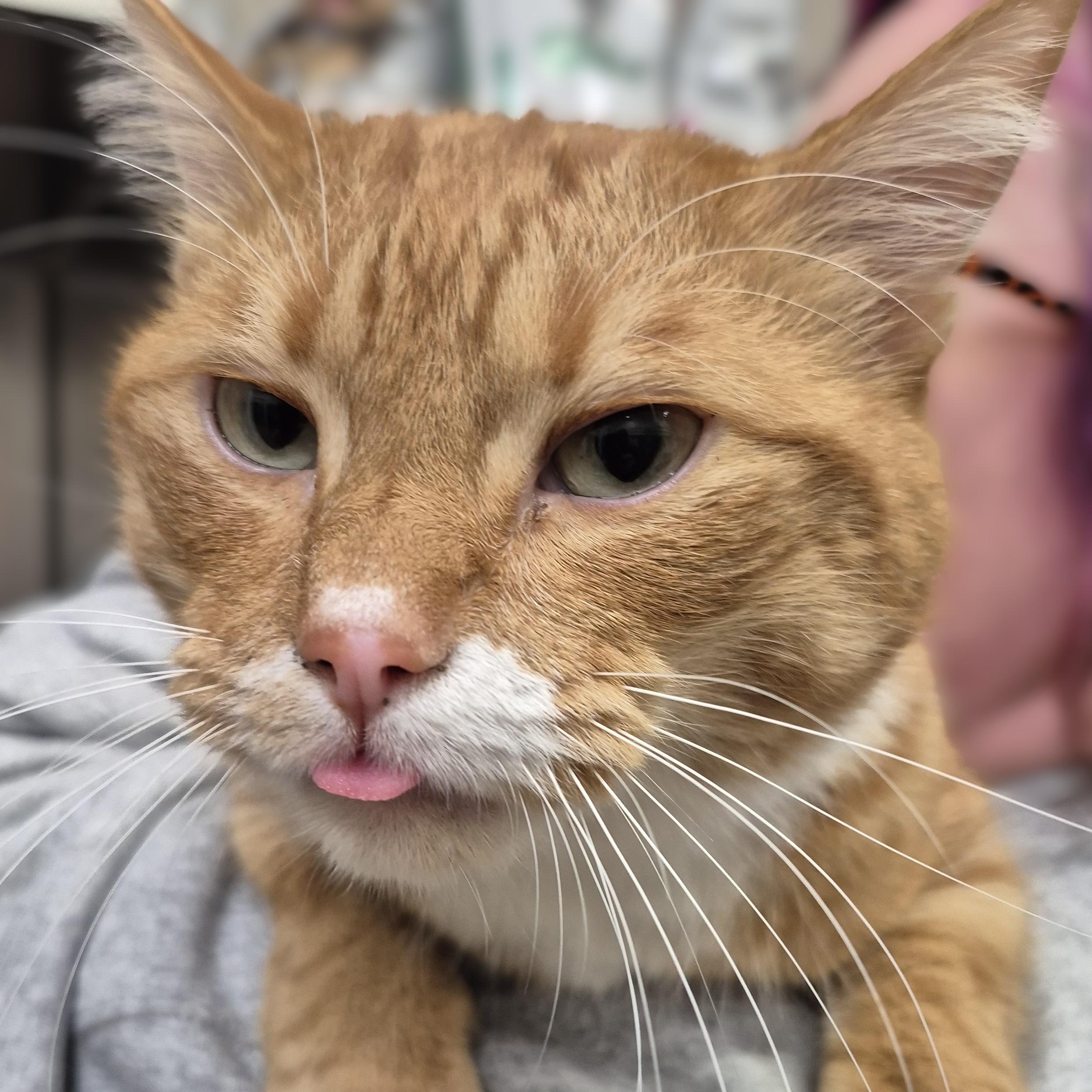 Nemo, an adoptable Domestic Short Hair in Alpharetta, GA image 3/6