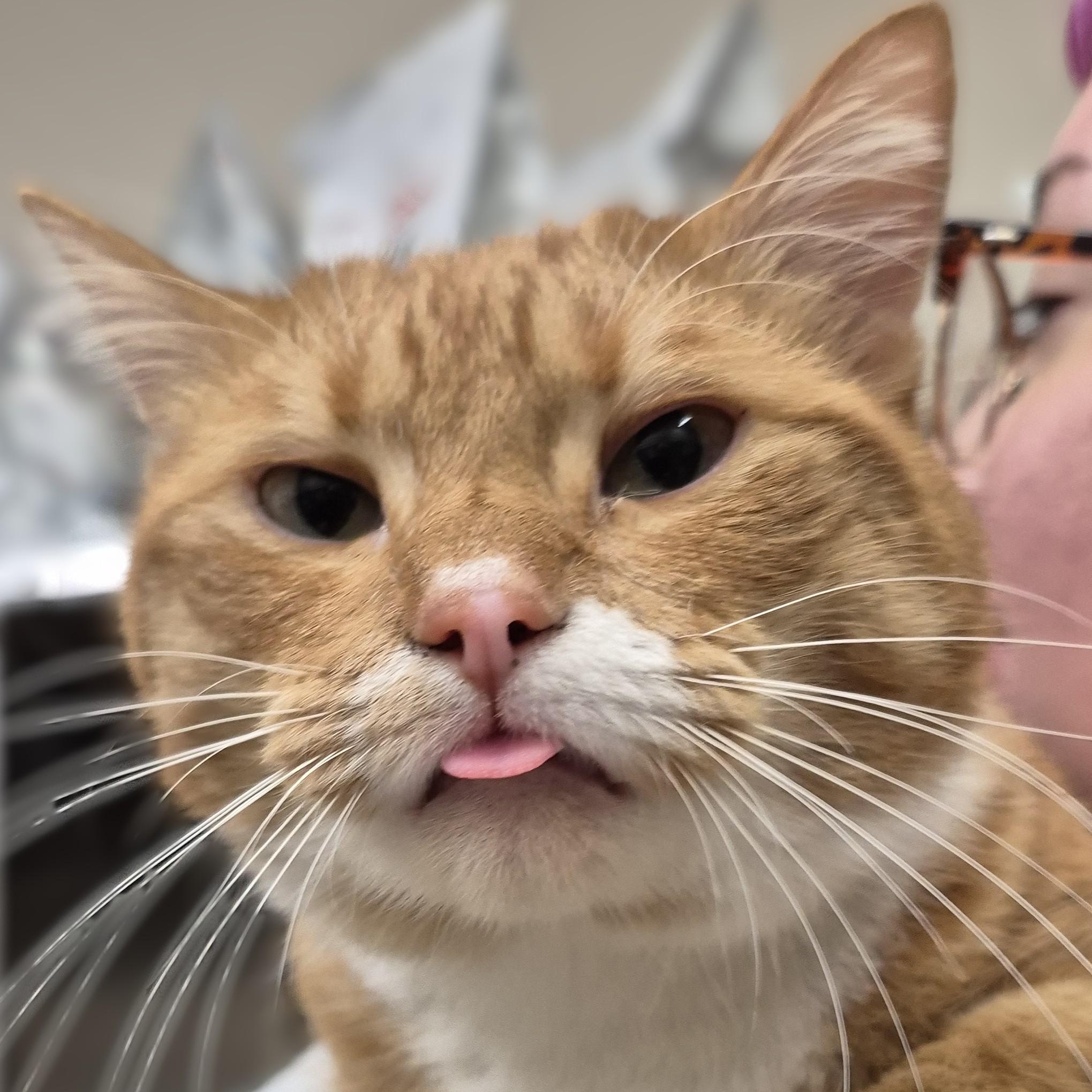 Nemo, an adoptable Domestic Short Hair in Alpharetta, GA image 4/6