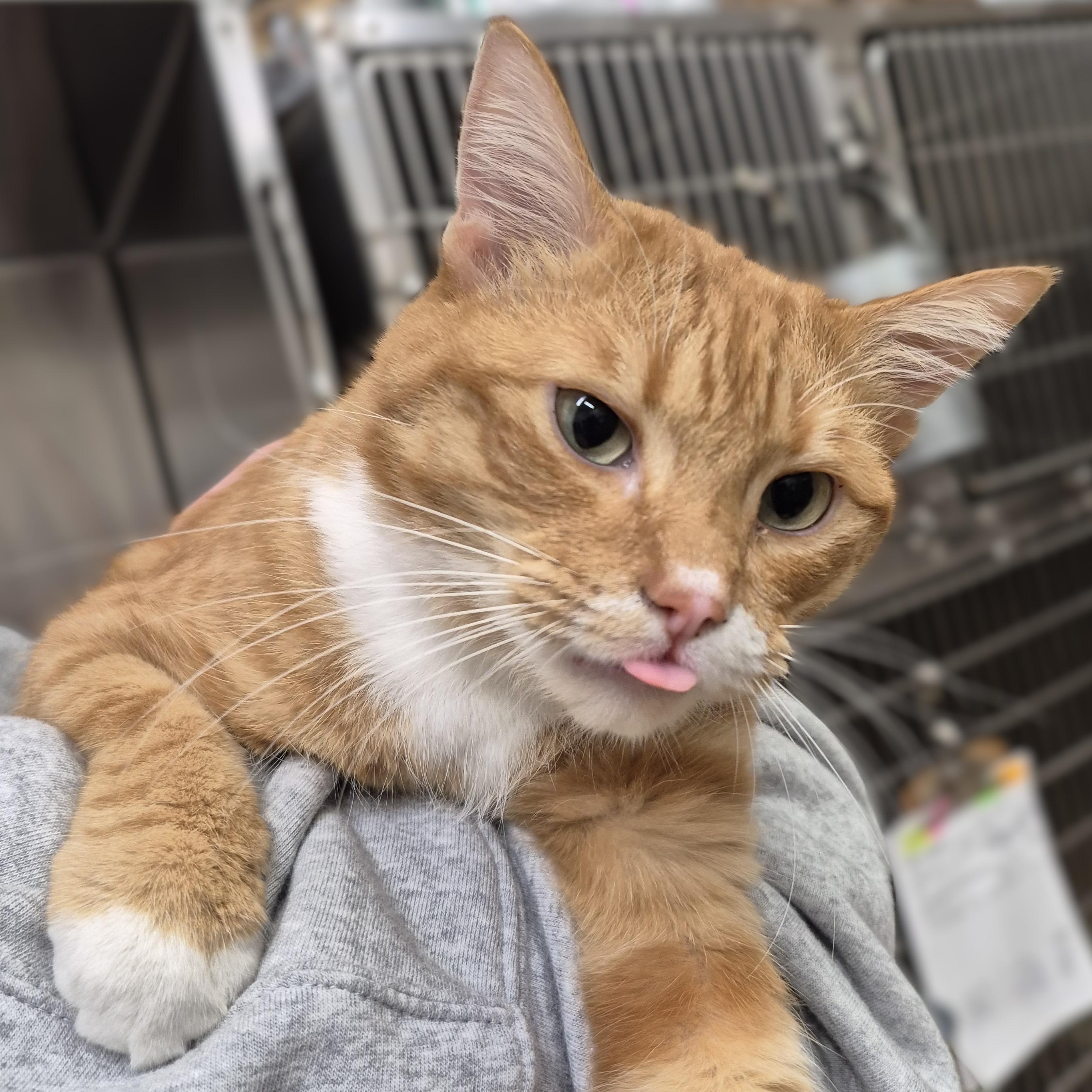 Nemo, an adoptable Domestic Short Hair in Alpharetta, GA image 5/6