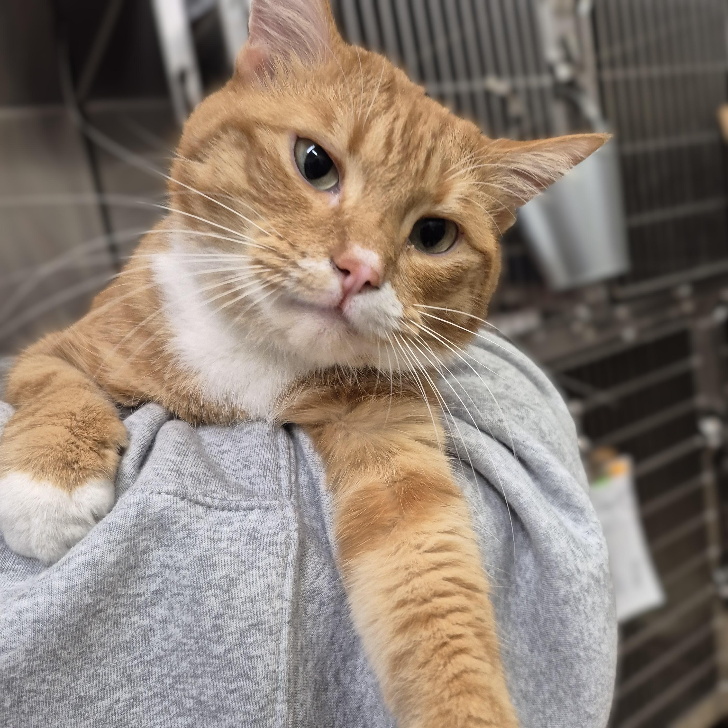 Nemo, an adoptable Domestic Short Hair in Alpharetta, GA image 6/6