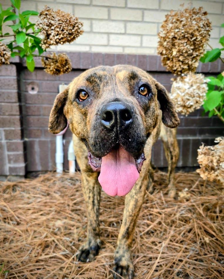 Gladys, Adoptable, Adult Female Mastiff.