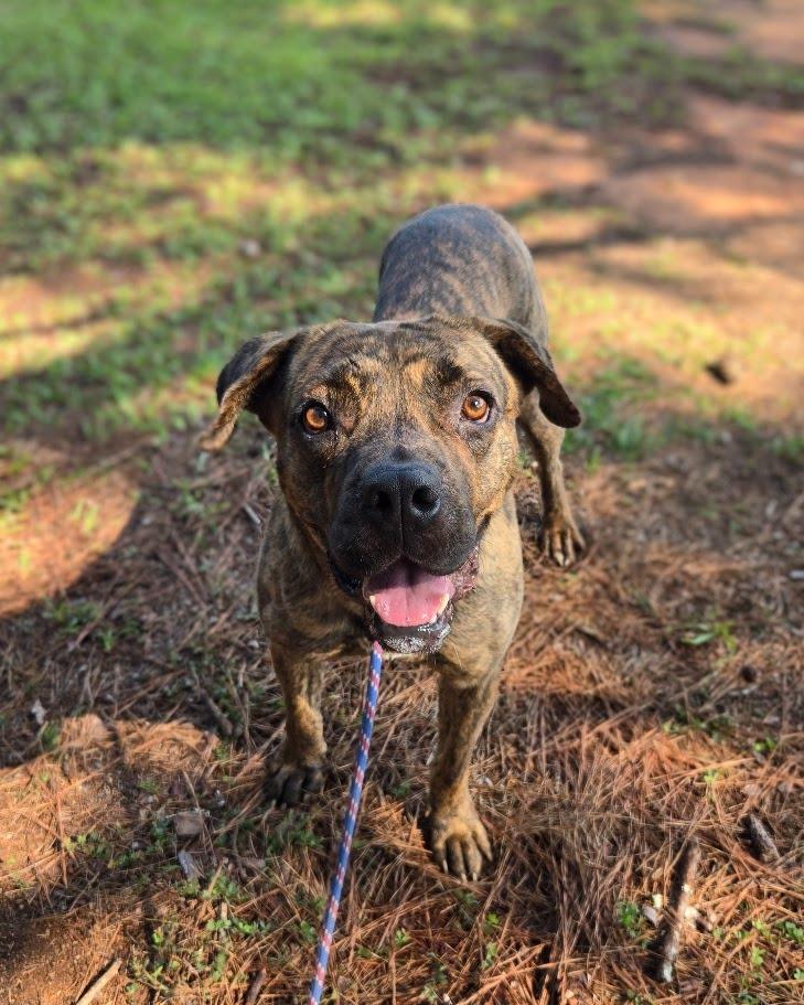 Enlarge Gladys, a Adoptable Mastiff in Douglasville, GA image 2/3