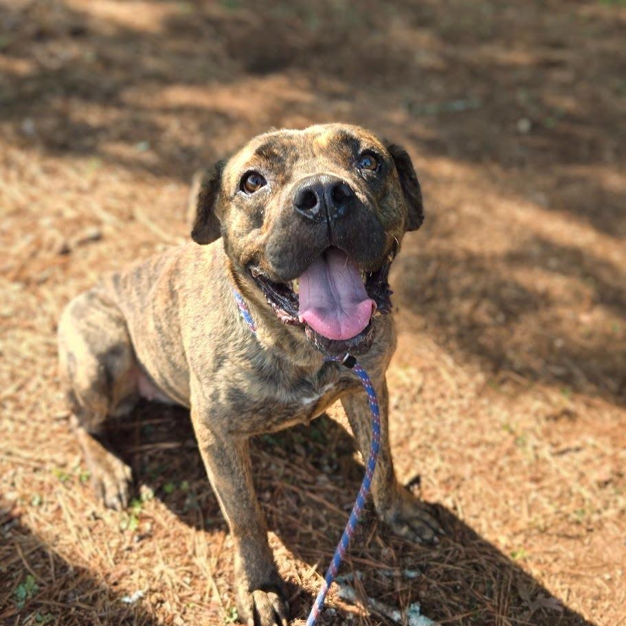 Enlarge Gladys, a Adoptable Mastiff in Douglasville, GA image 3/3
