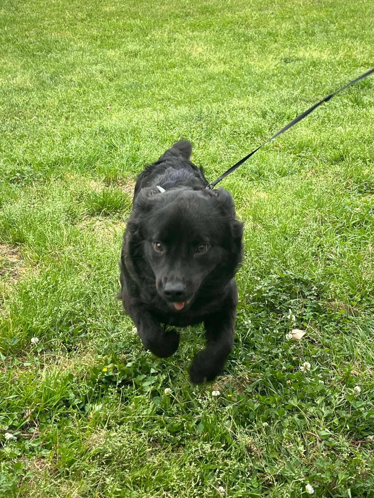 Enlarge Pepper, an adopted mixed breed in Mobile, AL image 2/3