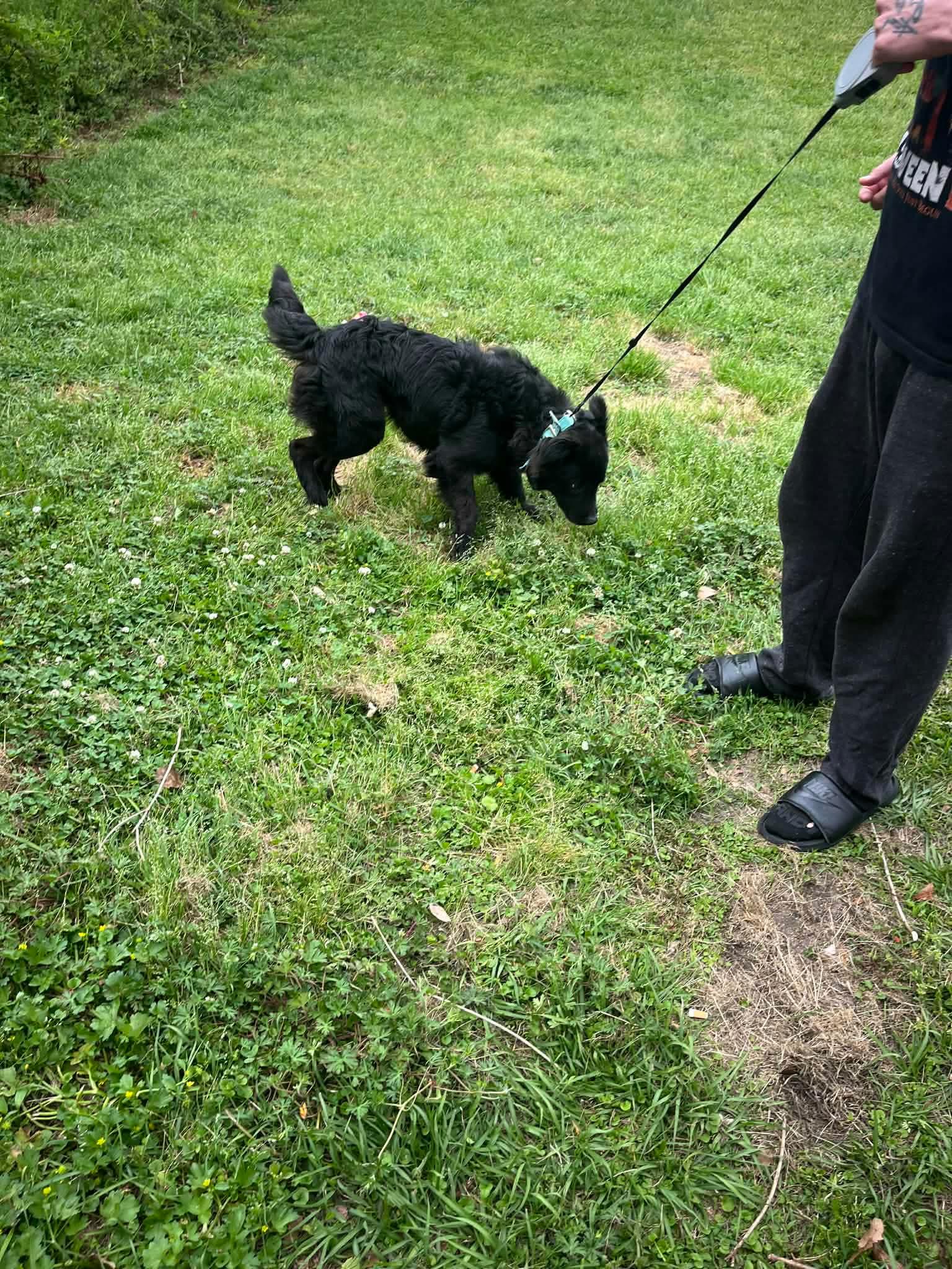 Enlarge Pepper, an adopted mixed breed in Mobile, AL image 3/3