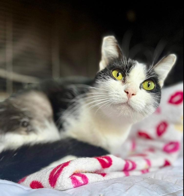 Skye, Adoptable, Adult Female Domestic Short Hair.