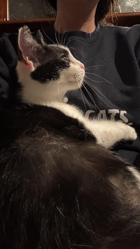 Skye, a Adoptable mixed breed in Gardena, CA image 2/3