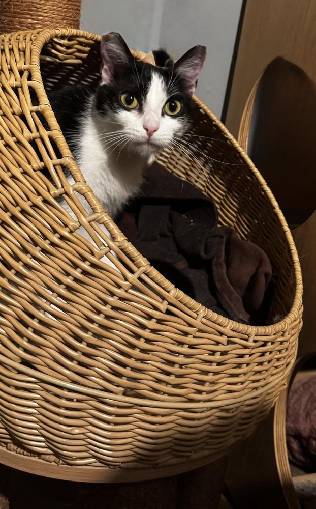 Skye, a Adoptable mixed breed in Gardena, CA image 3/3