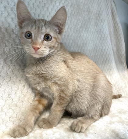 Obi Paw Kenobi, adopted, Kitten Male Domestic Short Hair.